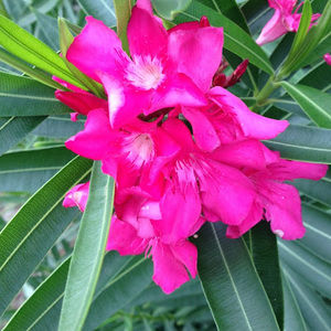 Meet your Posher, Rhonda